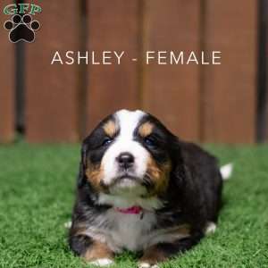 Ashley, Bernese Mountain Dog Puppy